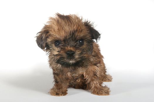 Adorable Teacup Yorkshire Terrier on White Background