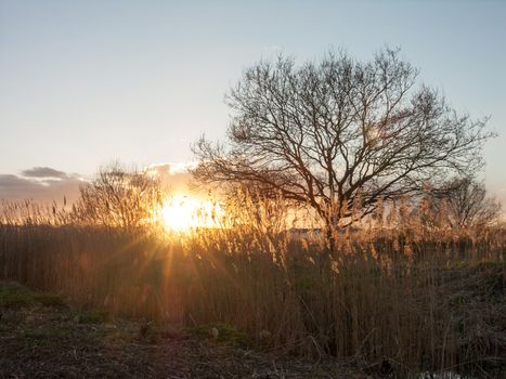 Some reeds in a field during sunset