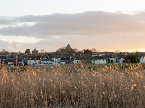 Some reeds in a field during sunset