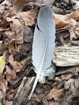A feather on the floor of a forest