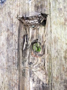 A circular hole in some worn piece of wood