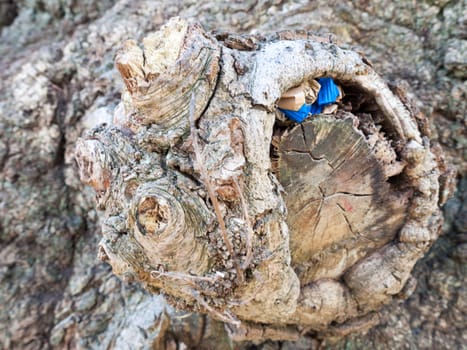 A close up shot of a knobble and stump of an old oak treee