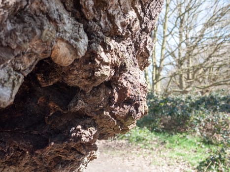 The edge and bark of an old oak tree