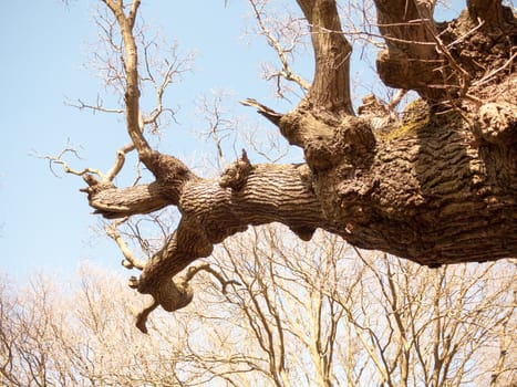 A branch of an old oak tree in a forest