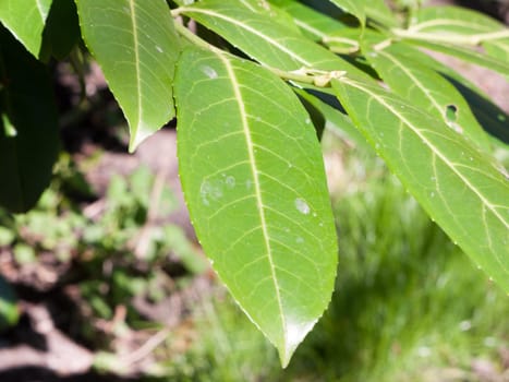 The dark green leaves of a plant