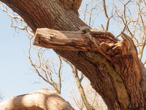 A close up of some bark