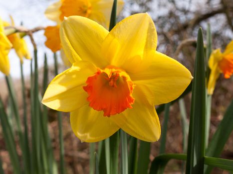 Gorgeous daffodils blooming in full in spring