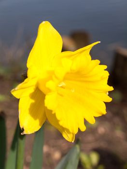 Gorgeous daffodils blooming in full in spring