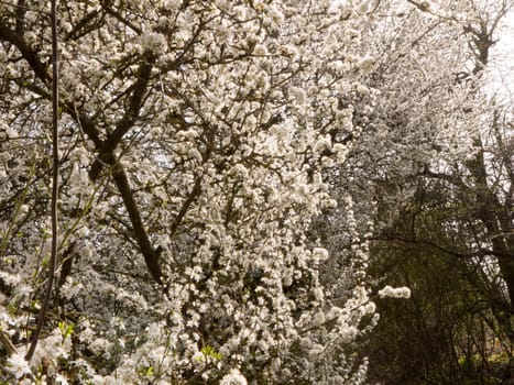 White flowers hanging on a tree in spring