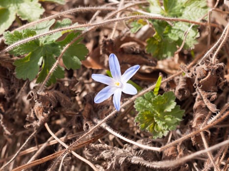 A beautiful blue flower head blooming in spring