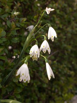 White snowdrop heads with a lush green background