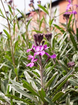 A shoot of purple flower heads rising up