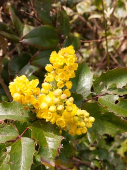 Lovely yellow flower heads close up