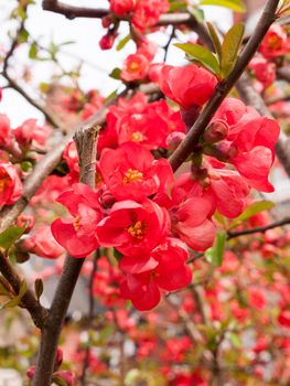 Beautiful and peaceful red flower heads