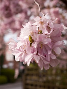 A beautiful pink magnolia tree in spring