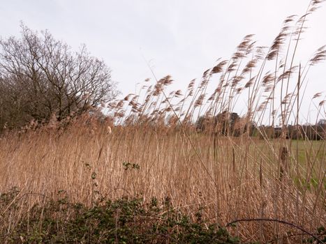 Beautiful wispy reeds on a glorious day