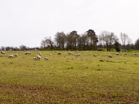 Mothers and their lambs grazing in a farming field