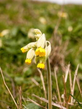 Beautiful cowslip starting in the spring time