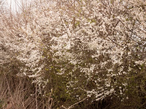 Spring trees with white flower heads