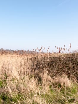 Reeds captured quick in the sunny light with a blue sky