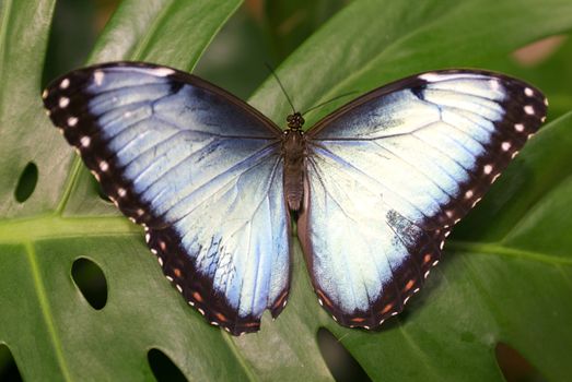 Blue Morpho Butterfly (Morpho peleides)