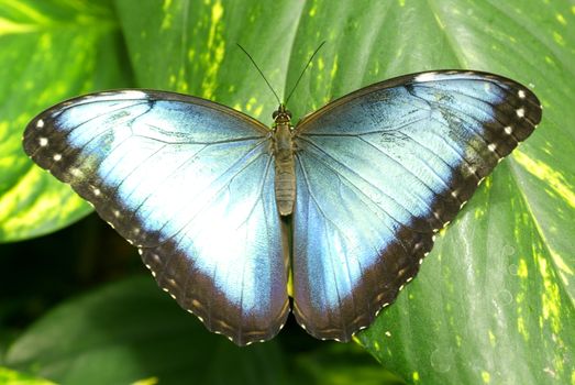 Blue Morpho Butterfly (Morpho peleides)