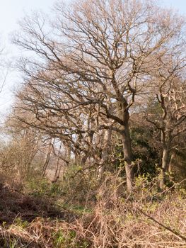 Some trees in a forest on a sunny day without too many leaves on branches