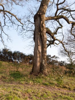 Close up shots of various bits of dead wood, bark, and branches