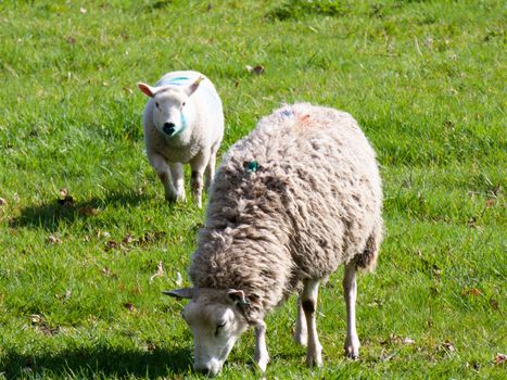 Wild sheep in a field