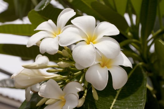 Plumeria on the plumeria tree frangipani tropical flowers.