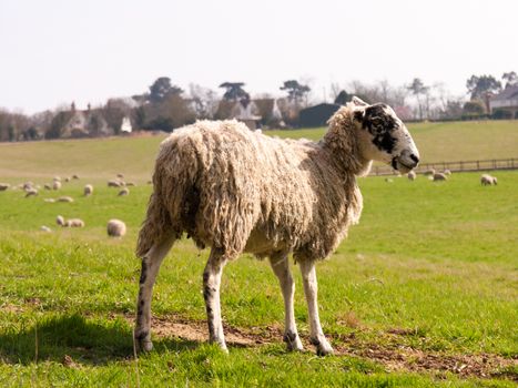 Wild sheep in a field