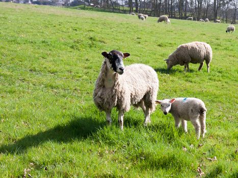 Wild sheep in a field