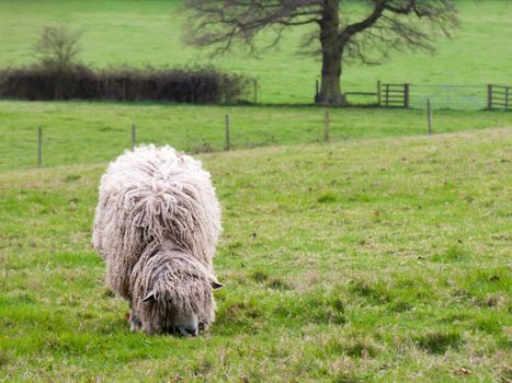 Wild sheep in a field