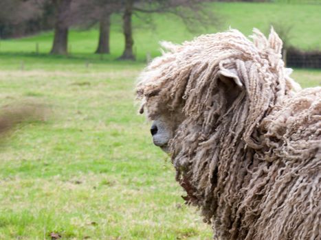 Wild sheep in a field