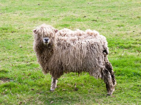 Wild sheep in a field