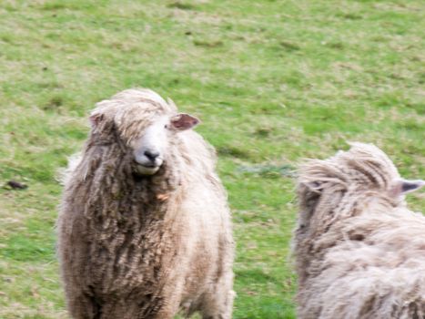 Wild sheep in a field