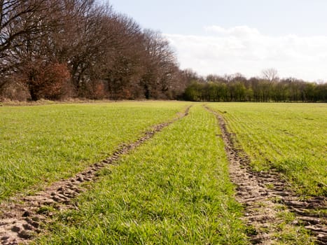 A lush farmer's field in the early start of spring