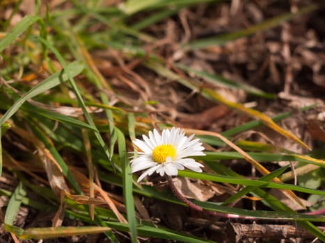 White Daisy Macro High Detail Sunlight Shining and Glowing with Grass Leaves on the Ground Single and Isolated