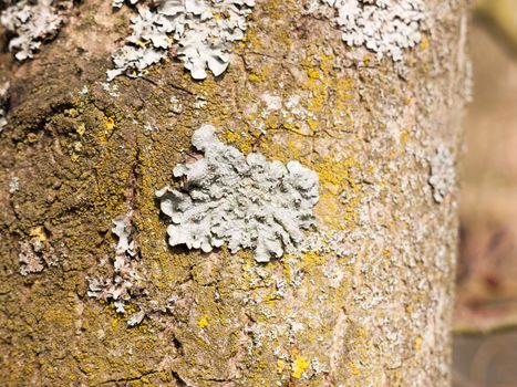 Lichen on the side of a tree in close up