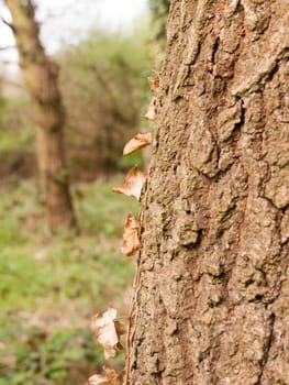 Side of Tree Macro in Sunligh and Heat with Shining Leaves on it Dead and Brown, with Blurred Background of Grass and Forest