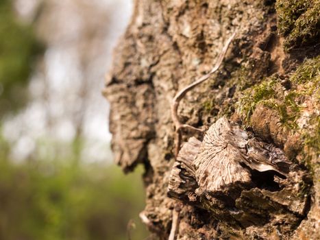 Very Close up Shot of Tree Bark with Bits of Moss and a Blurred Background well Lit and Stunning High Detail and Clarity Nature