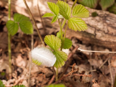 A Close Up Feather on Leaf Macro on the Forest Floor White and Fluffy and Green Foliage