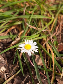 Horizontal White Daisy Flower Head with High Detail and Sunlight, with Grass Leaves on the Floor Serene and Peaceful