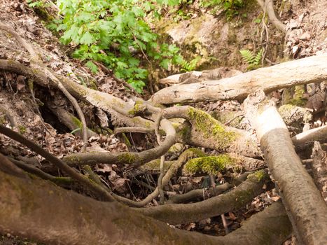 A Bunch of Tree Roots on Top of Each Other Mixing and Overlapping in the Forest and in a Hole with Sunlight on top and some leaves around in the soil and dirt and rock