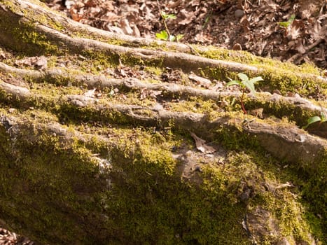 Close up Detail of Tree Bark with Green Moss on the Forest Floor in Sunlight with Lots of Detail and Quality and Stunnig and with A small Plant Growing Shooting