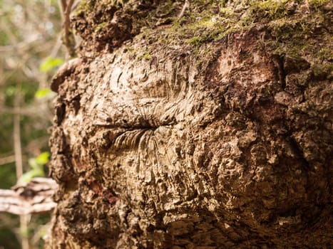 A Very High Detailed Macro of Bark on A Tree with Lots of Texture and Cracks and Natural Patterns in Nice Light looking Very Stunning and Awesome