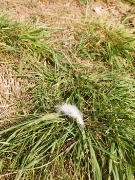 White Flower on the Floor in the grass in the Light on A nice and Fresh and Sunny Spring Day time