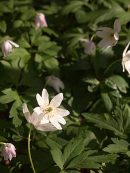 White Anemone Flower on the Forest Floor with Leaves in the UK in a Forest with other Flower Heads too, and Plenty of Nice Bright Light of Sun