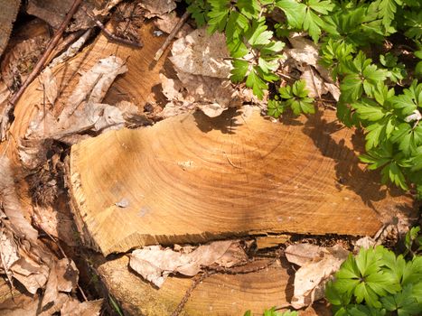 Solid Wooden Finish Cut Stump on the Forest Floor with Golden Light, and Warmth and lovely texture and Greenery and Leaves