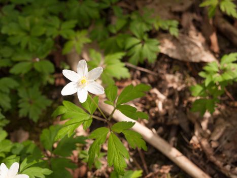 A Very Nice and Ornate Little White Anemone on the Forest Floor with Green Leaves and Blurred Background with twigs Isolated and Lit Harmony and Peace